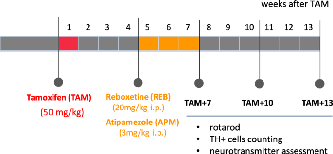 Stimulation of noradrenergic transmission by reboxetine is beneficial for a mouse model of progressive parkinsonism