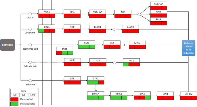 Transcriptional response of grapevine to infection with the fungal ...