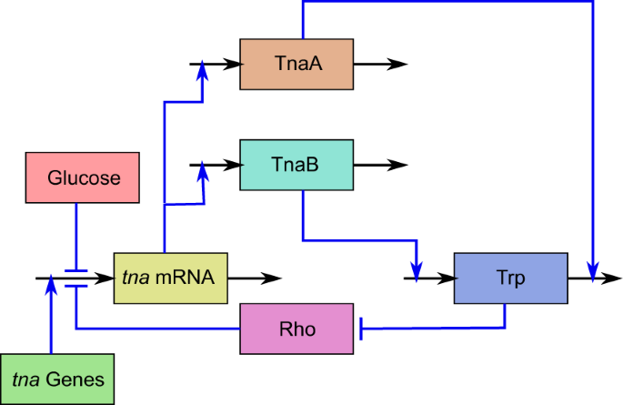 Bistable Behaviour And Medium Dependent Post Translational Regulation Of The Tryptophanase Operon Regulatory Pathway In Echerichia Coli Scientific Reports