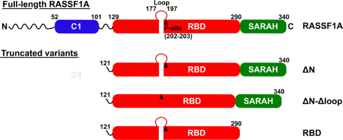 New Type Of Interaction Between The Sarah Domain Of The Tumour Suppressor Rassf1a And Its Mitotic Kinase Aurora A Scientific Reports