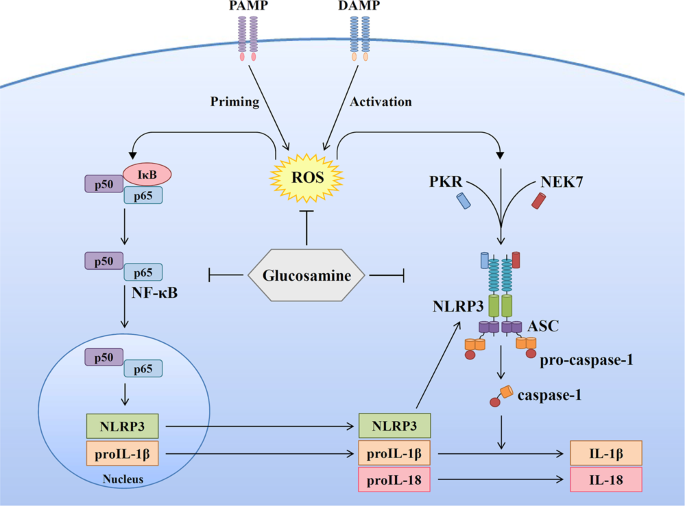 Glucosamine inhibits IL1β expression by preserving mitochondrial