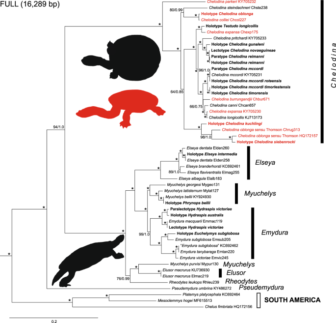 Mitogenomics of historical type specimens of Australasian turtles:  clarification of taxonomic confusion and old mitochondrial introgression