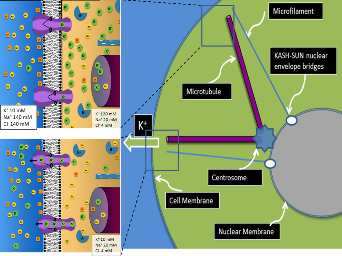 Signal Transmission Through Elements Of The Cytoskeleton Form An Optimized Information Network In Eukaryotic Cells Scientific Reports