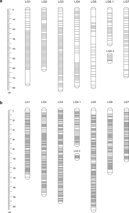 Maps of linkage group 1 (LG1) of female parent OSU 252.146 (left) and