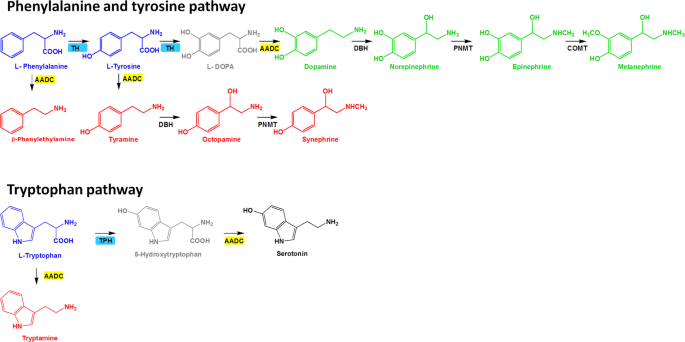 Different Circulating Trace Amine Profiles In De Novo And Treated Parkinson S Disease Patients Scientific Reports Different Circulating Trace Amine Profiles In De Novo And Treated Parkinson S Disease Patients Scientific Reports