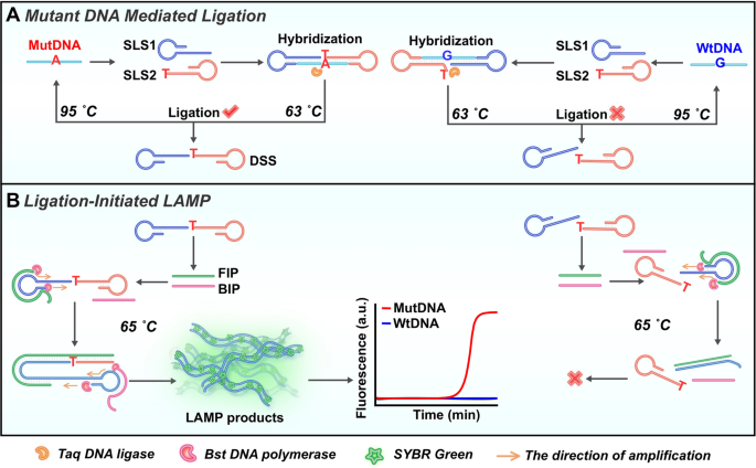 Detection of KRAS mutation via ligation-initiated LAMP reaction |  Scientific Reports