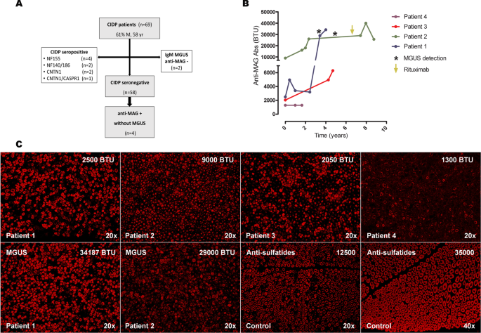 Clinical and laboratory features of anti-MAG neuropathy without monoclonal  gammopathy | Scientific Reports