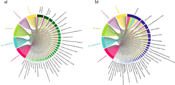 De Novo Transcriptome Assembly and Functional Annotation in Five Species of  Bats