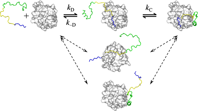 Designed Mutations Alter The Binding Pathways Of An Intrinsically
