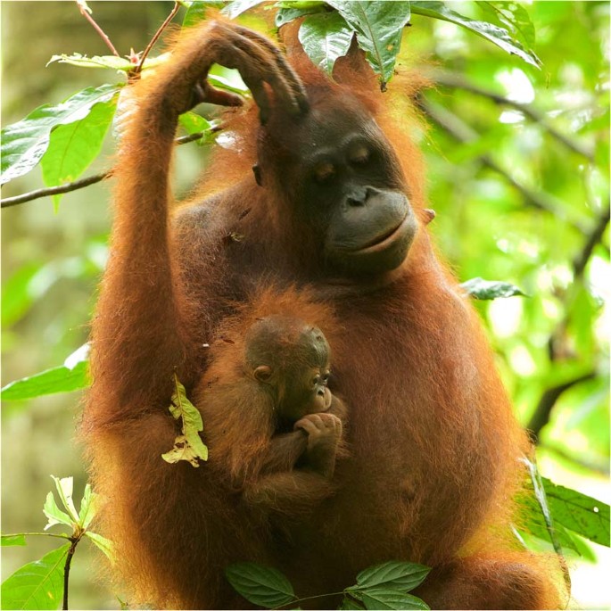 penis de orangutan