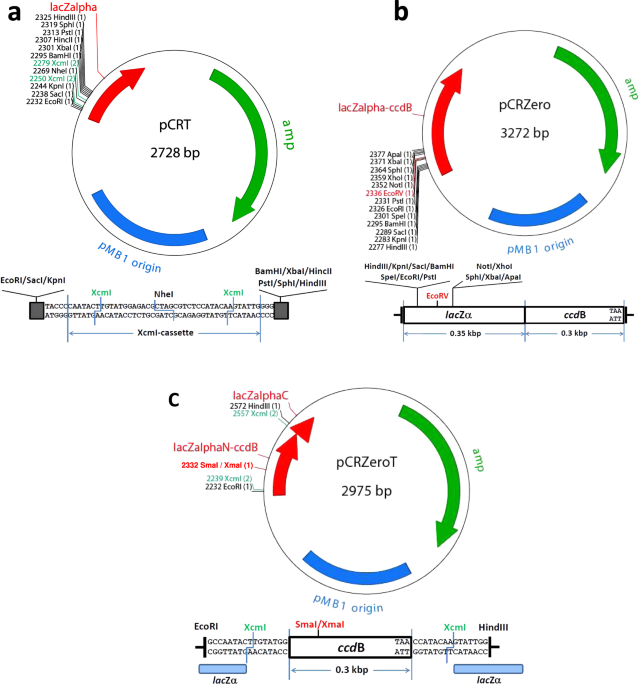 A novel series of high-efficiency vectors for TA cloning and blunt-end  cloning of PCR products | Scientific Reports