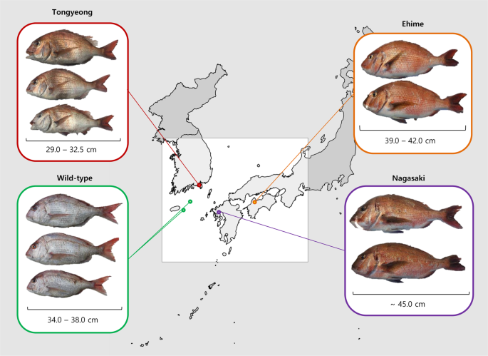 Whole genome sequencing reveals the impact of recent artificial selection  on red sea bream reared in fish farms | Scientific Reports