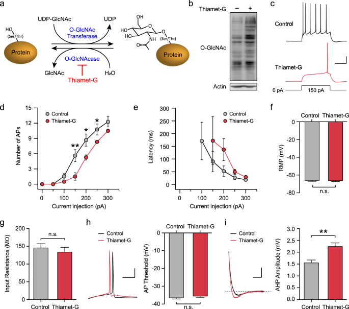 Acutely Elevated O Glcnacylation Suppresses Hippocampal Activity By Modulating Both Intrinsic And Synaptic Excitability Factors Scientific Reports