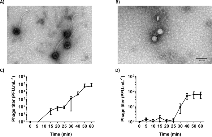 Efficacy And Safety Assessment Of Two Enterococci Phages In An In Vitro Biofilm Wound Model Scientific Reports Efficacy And Safety Assessment Of Two Enterococci Phages In An In Vitro Biofilm Wound Model Scientific Reports