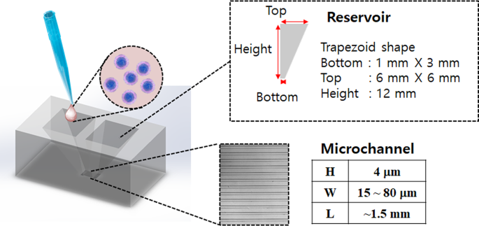 T Cell Migration In Microchannels Densely Packed With T Cells Scientific Reports
