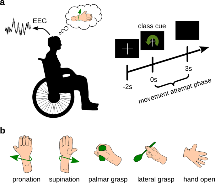 Attempted Arm and Hand Movements can be Decoded from Low-Frequency EEG from  Persons with Spinal Cord Injury | Scientific Reports