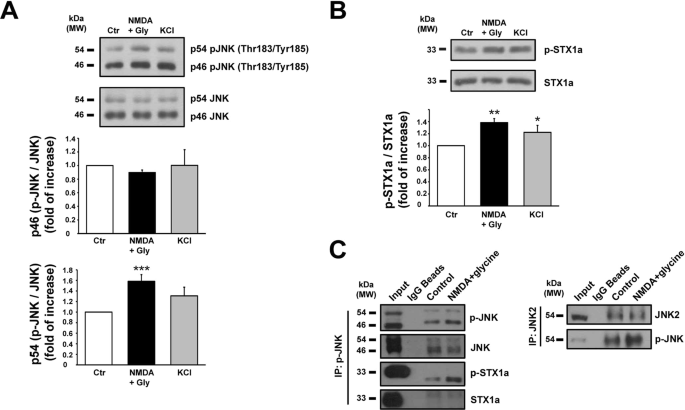 The selective disruption of presynaptic JNK2/STX1a interaction reduces NMDA  receptor-dependent glutamate release | Scientific Reports
