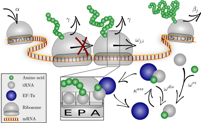 Nature and Regulation of Protein Folding on the Ribosome: Trends in  Biochemical Sciences