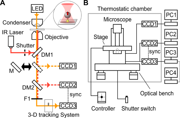 Single-molecule pull-out manipulation of the shaft of the rotary motor F1-ATPase