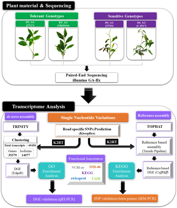Transcriptional Profiling Of Contrasting Genotypes Revealed Key Candidates And Nucleotide Variations For Drought Dissection In Camellia Sinensis L O Kuntze Scientific Reports