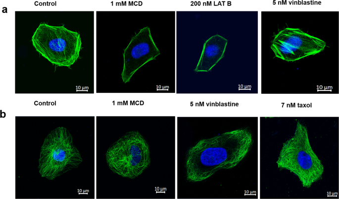Methyl B Cyclodextrin An Actin Depolymerizer Augments The Antiproliferative Potential Of Microtubule Targeting Agents Scientific Reports