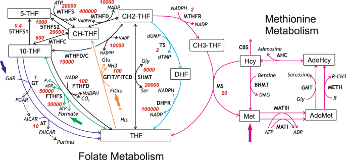 folate metabolism methotrexate