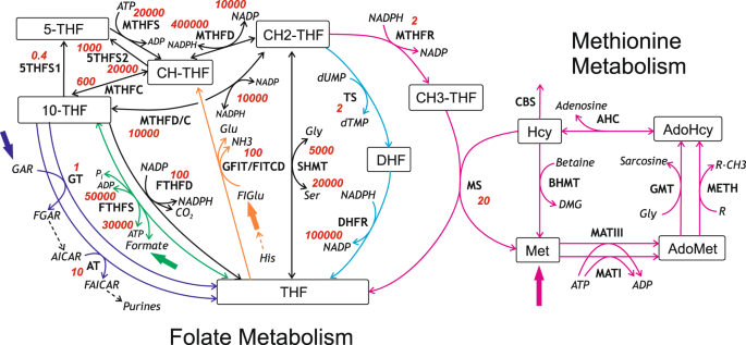 Rat Liver Folate Metabolism Can Provide An Independent Functioning