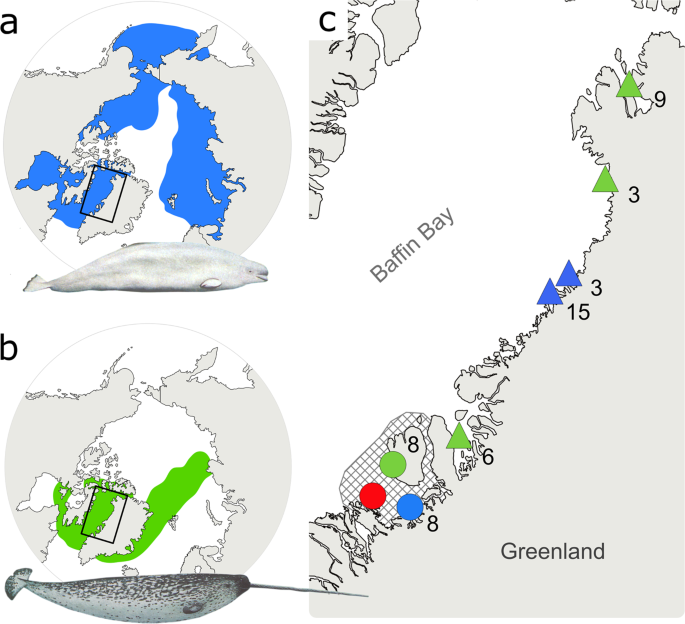 Hybridization Between Two High Arctic Cetaceans Confirmed By Genomic Analysis Scientific Reports