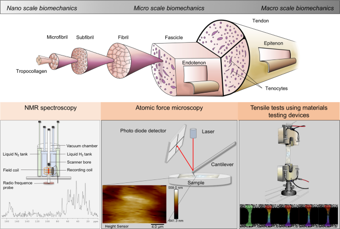 Water-content related alterations in macro and micro scale tendon  biomechanics
