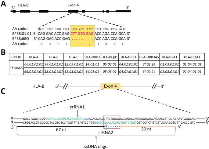 Integrate Crispr Cas9 For Protein Expression Of Hla B 38 68q Via Precise Gene Editing Scientific Reports Integrate Crispr Cas9 For Protein Expression Of Hla B 38 68q Via Precise Gene Editing Scientific Reports