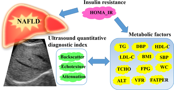 Metabolic Characteristics of a Novel Ultrasound Quantitative ...