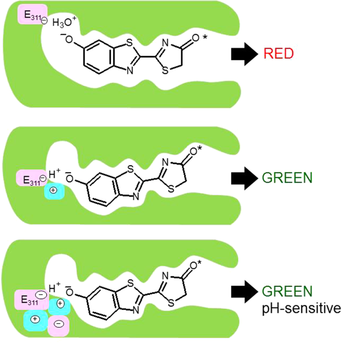 Phrixotrix luciferase and 6′aminoluciferins reveal a larger luciferin