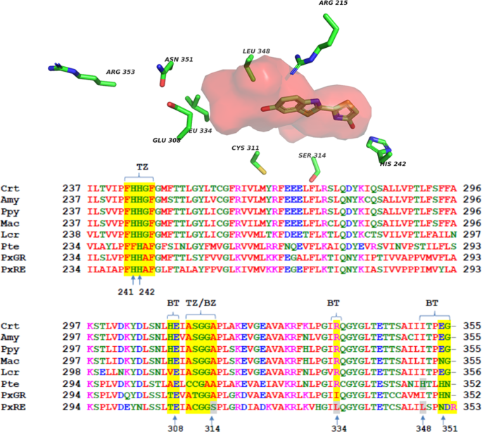 Phrixotrix luciferase and 6′aminoluciferins reveal a larger luciferin
