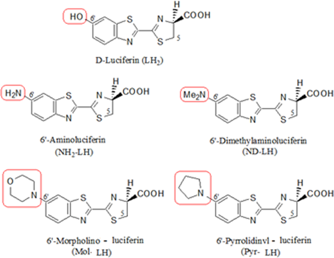 Phrixotrix luciferase and 6′aminoluciferins reveal a larger luciferin