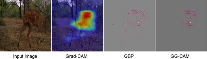 Insights and approaches using deep learning to classify wildlife | Scientific Reports Insights and approaches using deep learning to classify wildlife | Scientific Reports