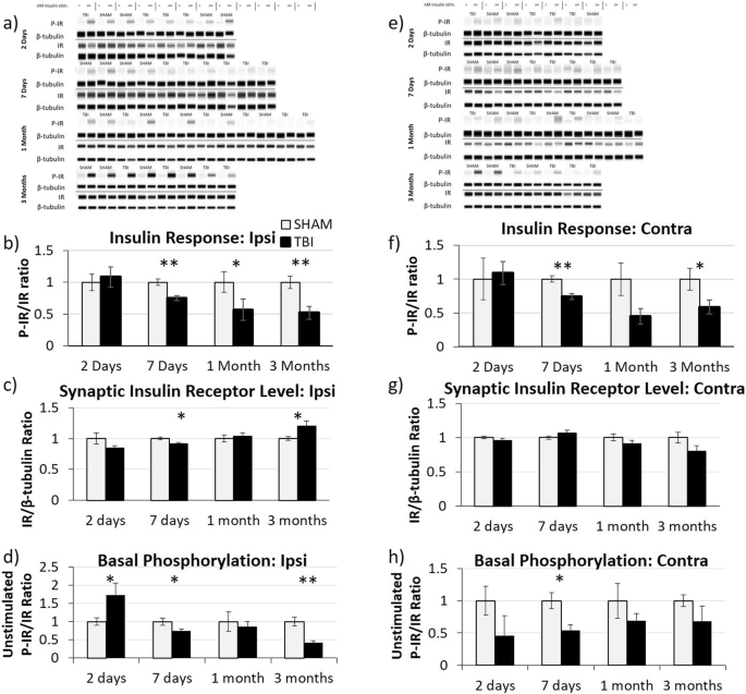 Chronic Synaptic Insulin Resistance After Traumatic Brain Injury Abolishes Insulin Protection From Amyloid Beta And Tau Oligomer Induced Synaptic Dysfunction Scientific Reports