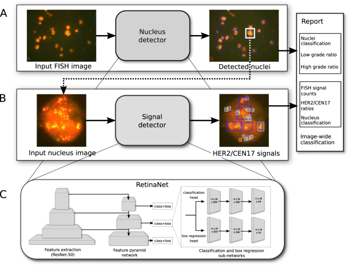 Automated detection of the HER2 gene amplification status in Fluorescence  in situ hybridization images for the diagnostics of cancer tissues |  Scientific Reports