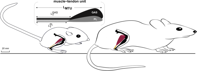 Tendons from kangaroo rats are exceptionally strong and tough | Scientific  Reports