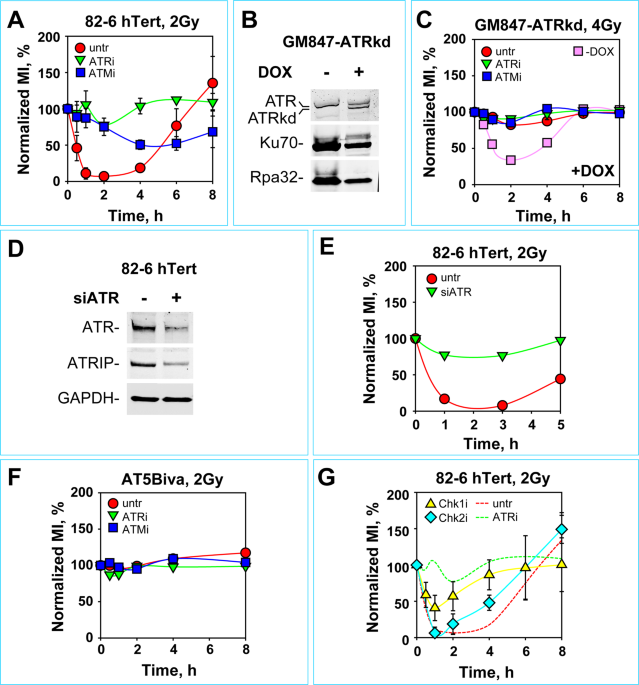 atm atr and dna pkcs