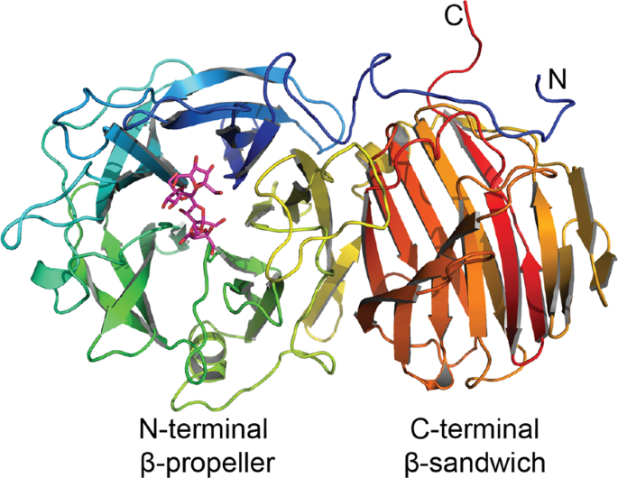 First Crystal Structure Of An Endo Levanase The Bt1760 From A Human Gut Commensal Bacteroides Thetaiotaomicron Scientific Reports