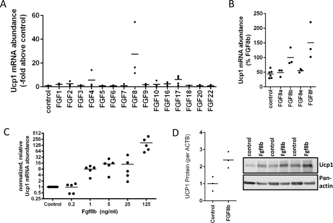 Fibroblast growth factor 8b induces uncoupling protein 1 expression in  epididymal white preadipocytes