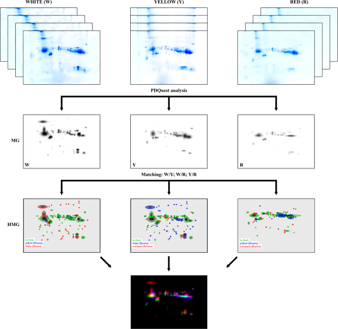 Morph Specific Protein Patterns In The Femoral Gland Secretions Of A Colour Polymorphic Lizard Scientific Reports