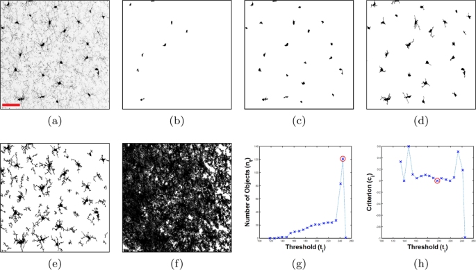 Segmentation Tracing And Quantification Of Microglial Cells From 3d Image Stacks Scientific Reports