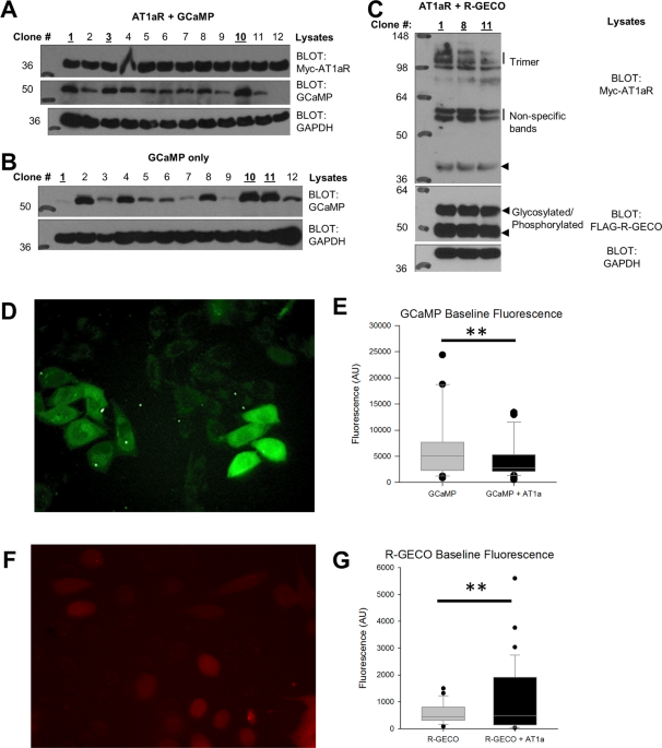 Sniffer Cells For The Detection Of Neural Angiotensin Ii In Vitro Scientific Reports