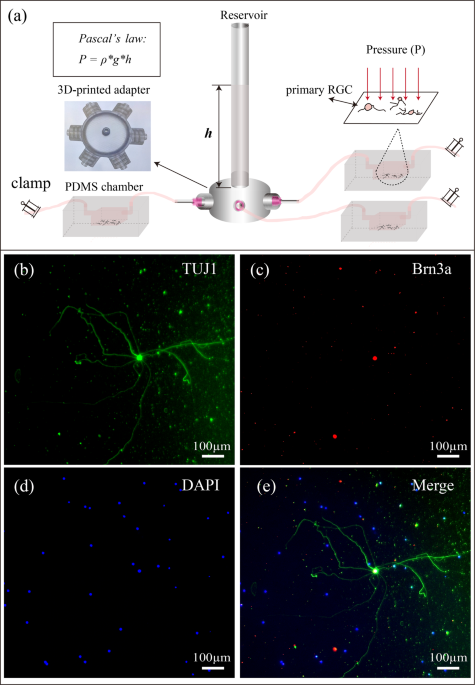 Frontiers  Exploring the Retinal Binding Cavity of