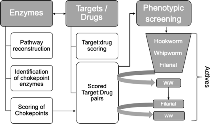 anthelmintic drug development)