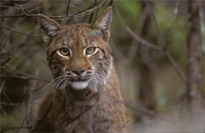 Eurasian Lynx Fitness Shows Little Variation Across Scandinavian Human Dominated Landscapes Scientific Reports