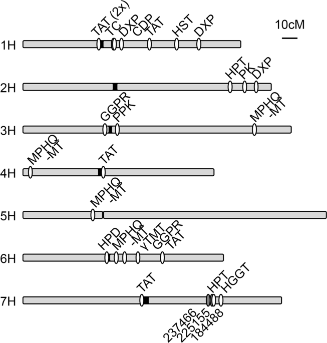 Deciphering The Genetic Basis For Vitamin E Accumulation In Leaves And Grains Of Different Barley Accessions Scientific Reports Deciphering The Genetic Basis For Vitamin E Accumulation In Leaves And Grains Of Different Barley Accessions Scientific Reports