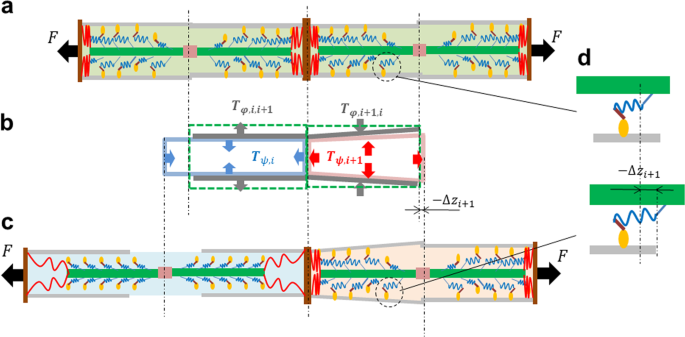 Effect of myofibril passive elastic properties on the mechanical  communication between motor proteins on adjacent sarcomeres | Scientific  Reports