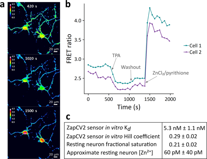 Intracellular Zn 2 Transients Modulate Global Gene Expression In Dissociated Rat Hippocampal Neurons Scientific Reports